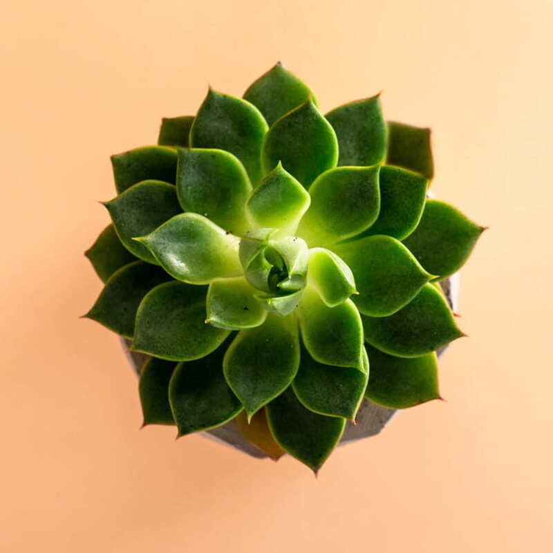 Floral İsimli Hediye Kutusu