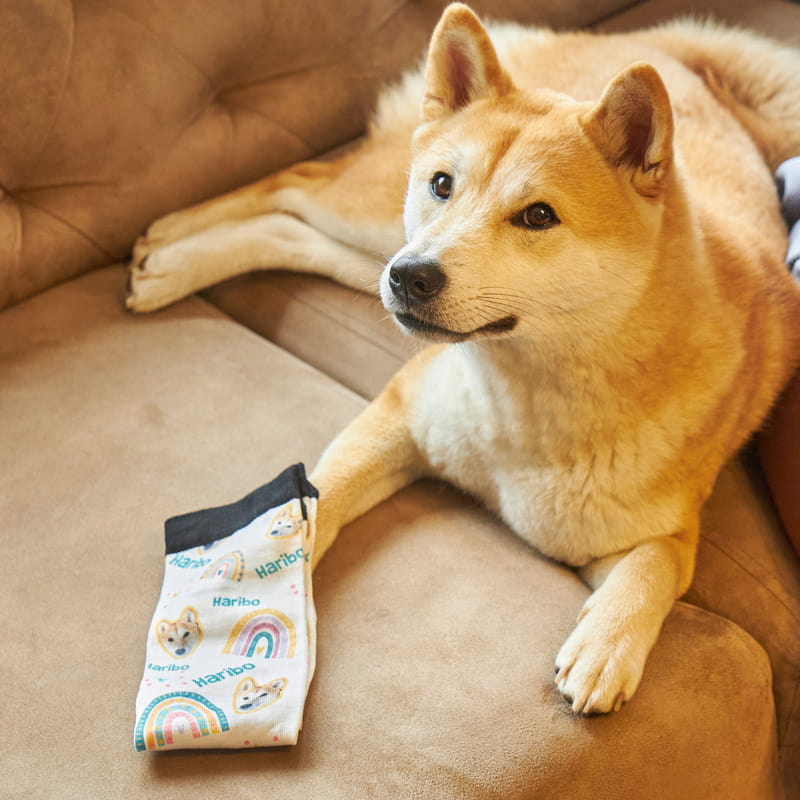 Evcil Hayvan Fotoğraf ve İsim Baskılı Rainbow Çorap