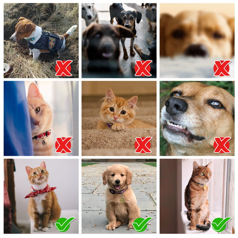 Evcil Hayvan Hediyesi Sulu Boya Fotoğraf Baskılı İsme Özel Havlu