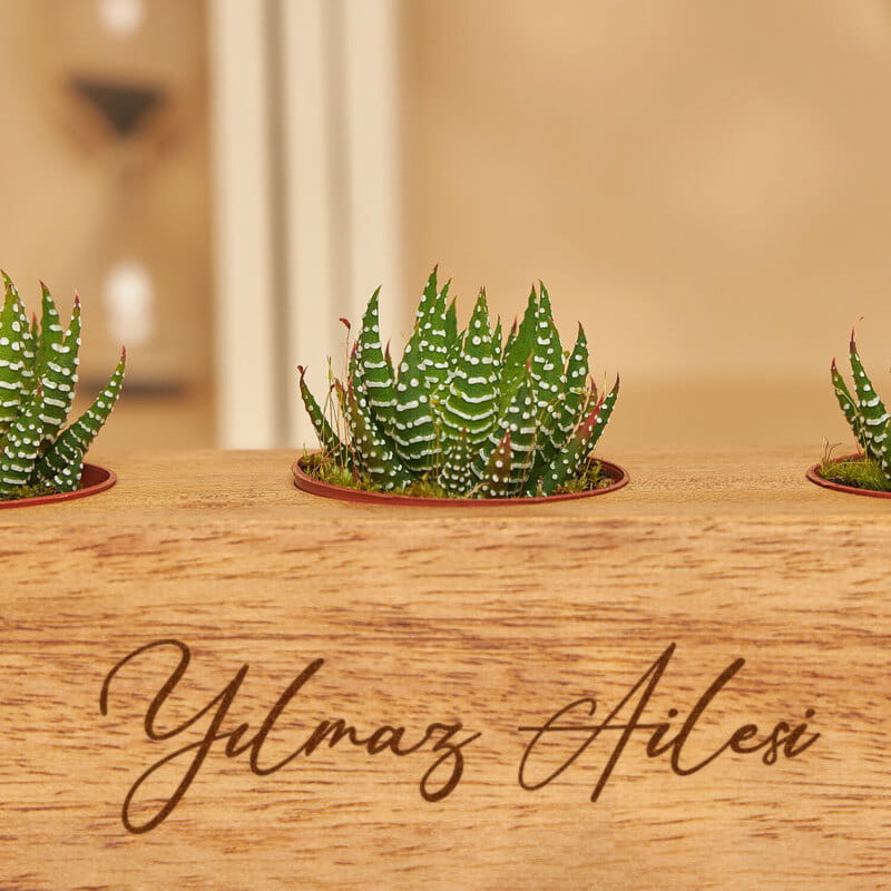 Dekoratif Özelleştirilebilir Saksıda Sukulent Seti