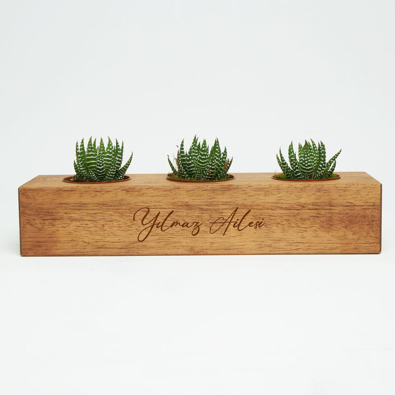 Dekoratif Özelleştirilebilir Saksıda Sukulent Seti