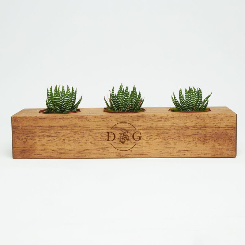 Harf Özelleştirmeli Ahşap Saksıda 3'lü Sukulent
