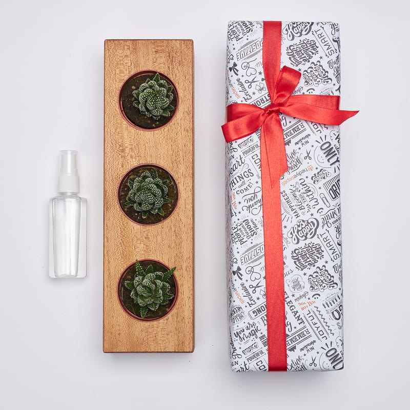 Harf Özelleştirmeli Ahşap Saksıda 3'lü Sukulent