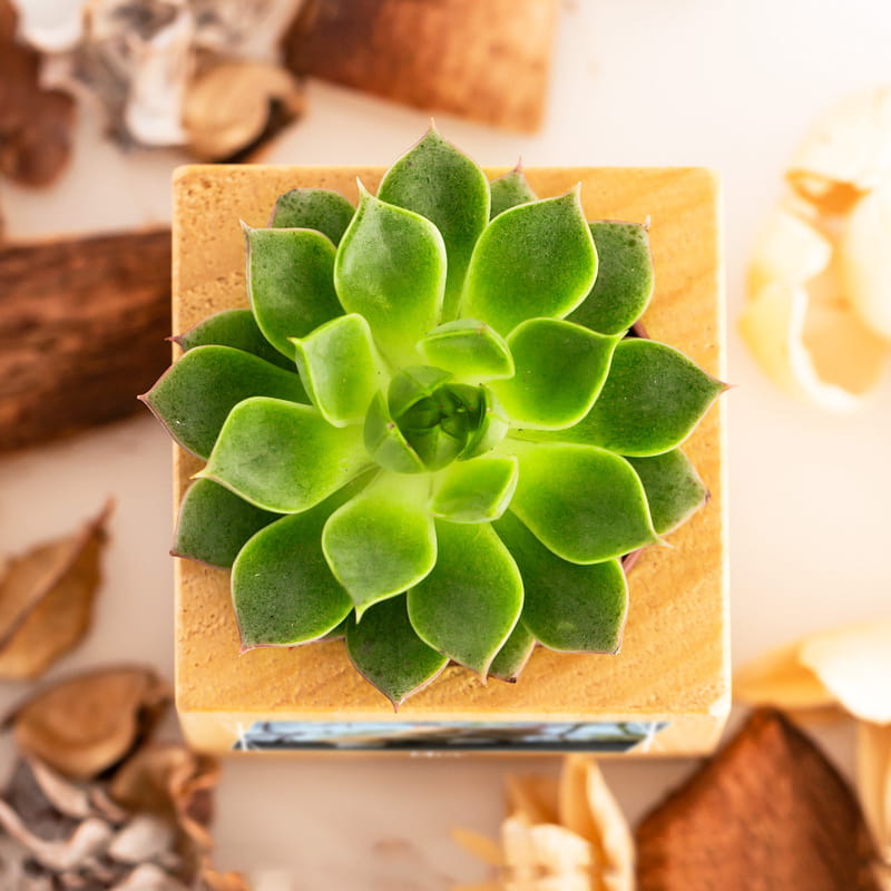 Evcil Hayvan Fotoğraf Baskılı Ahşap Naturacube