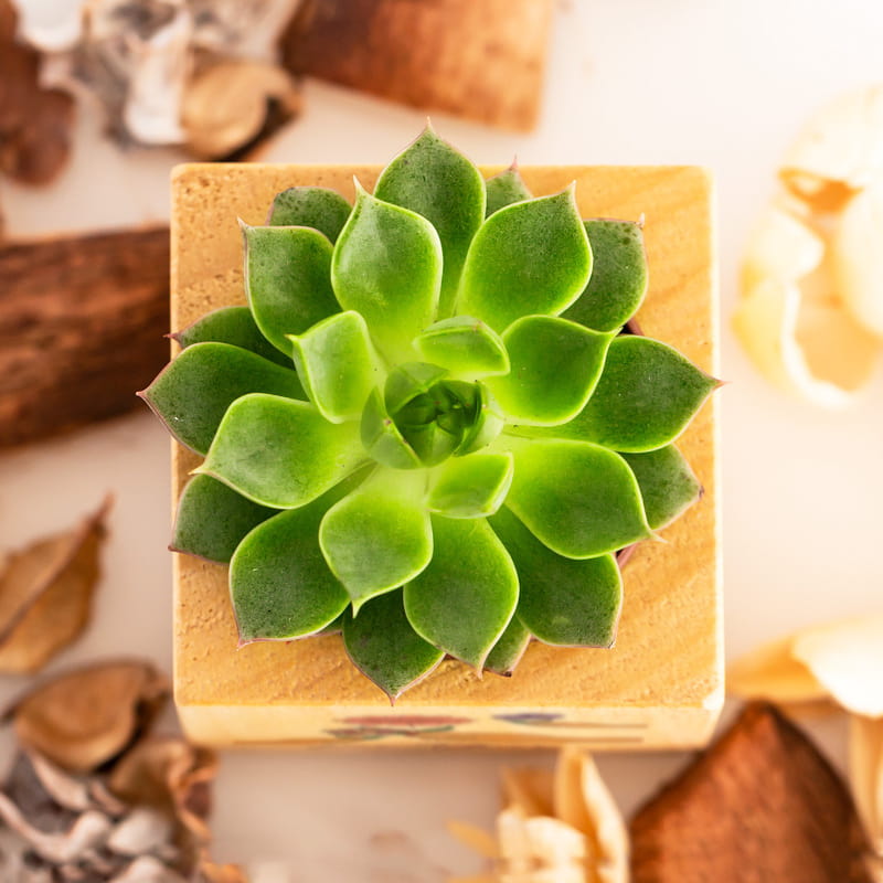 İsme Özel Çiçek Baskılı Ahşap Sukulent Saksısı