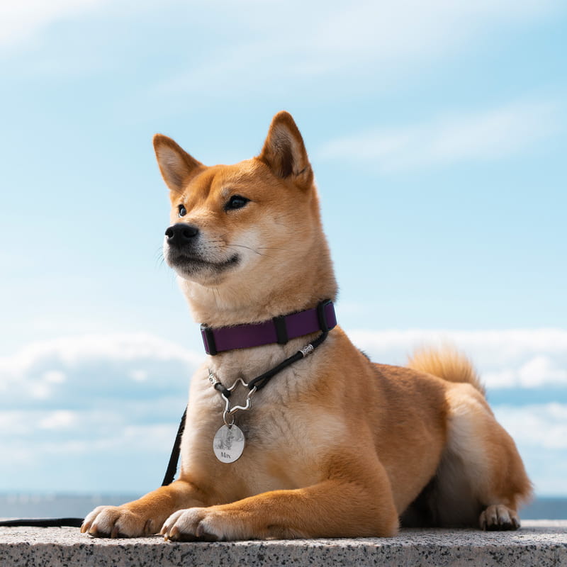 Evcil Hayvan Fotoğraflı Tasma İsimliği