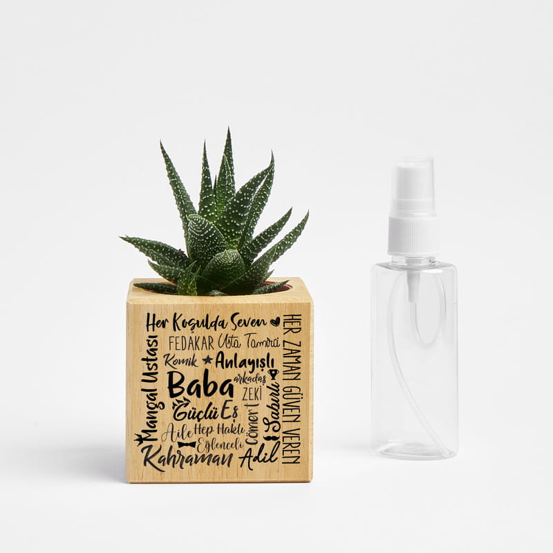 Babaya Ofis Hediyesi Saksılı Sukulent Naturacube