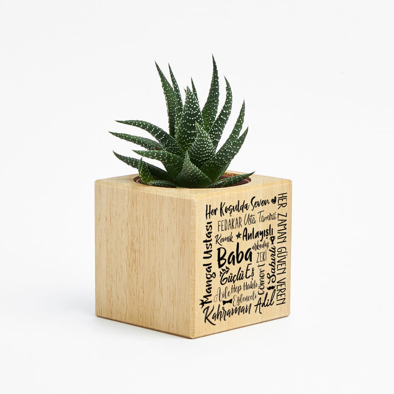 Babaya Ofis Hediyesi Saksılı Sukulent Naturacube