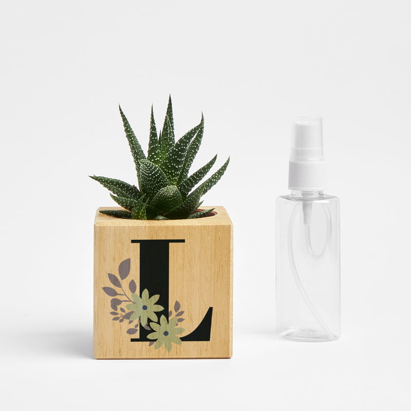 Baş Harf Tasarımlı Dekoratif Saksılı Sukulent Naturacube