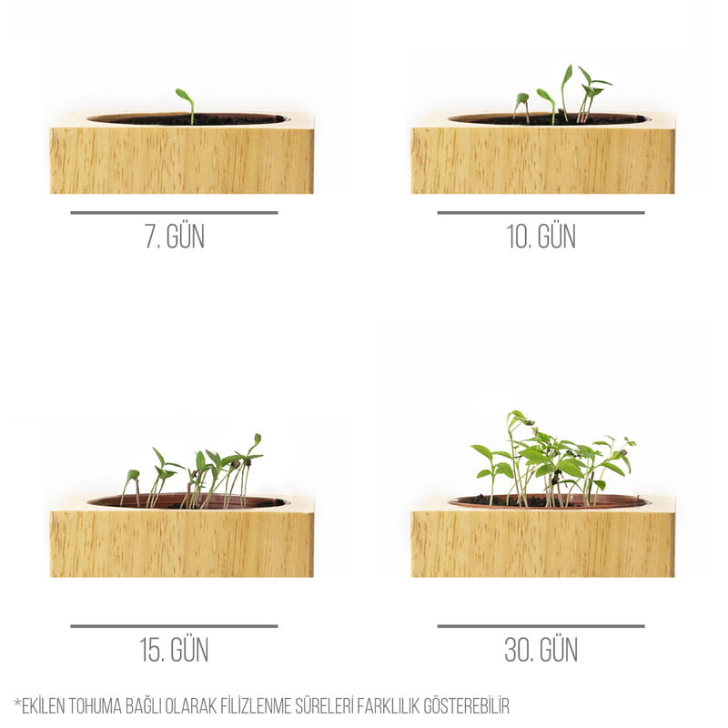 Öğretmene Hediye Tohumlu Naturacube