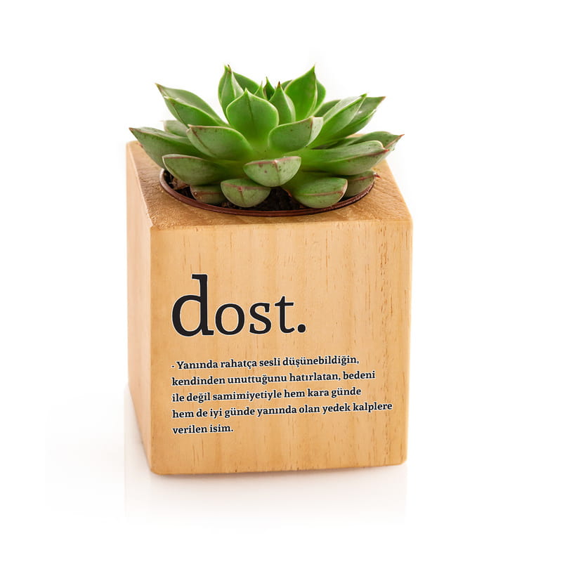 En Sıkı Dostunuza Özel Hediyesi Sukulent Naturacube