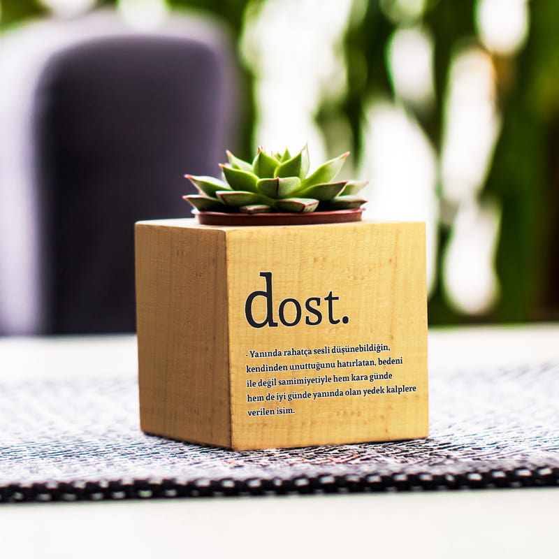 En Sıkı Dostunuza Özel Hediyesi Sukulent Naturacube