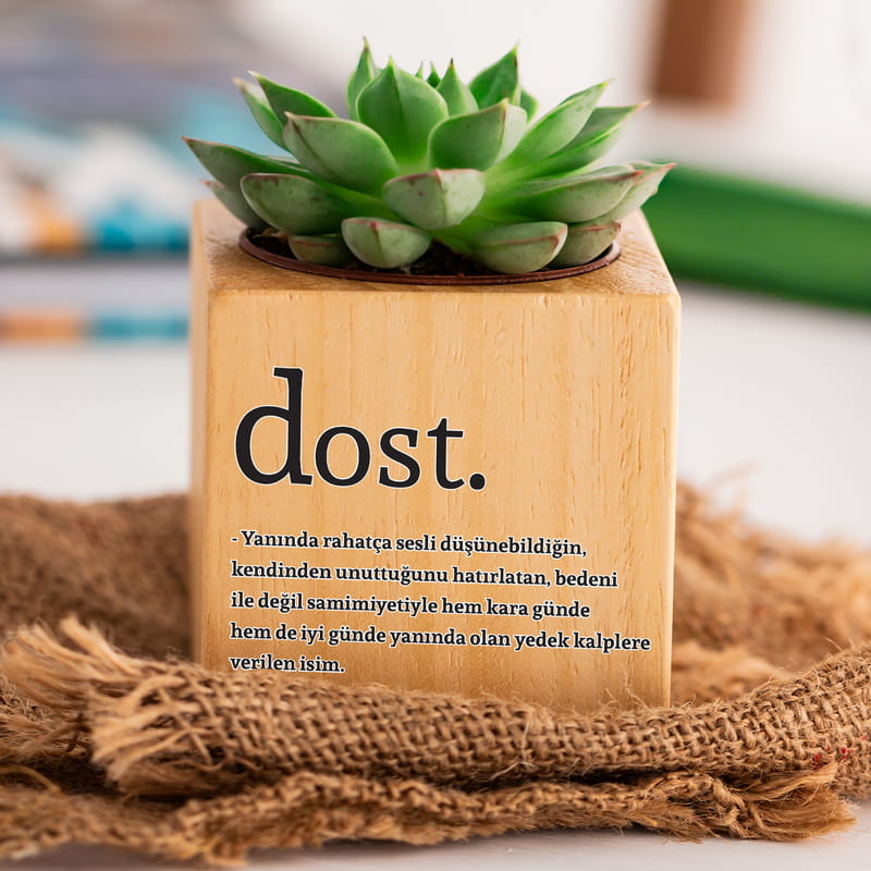 En Sıkı Dostunuza Özel Hediyesi Sukulent Naturacube