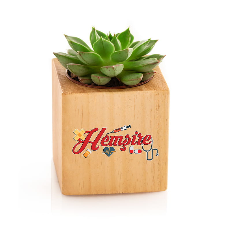Hemşirelere Hediye Sukulent Naturacube