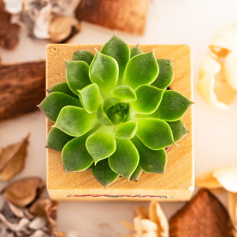 Hemşirelere Hediye Sukulent Naturacube